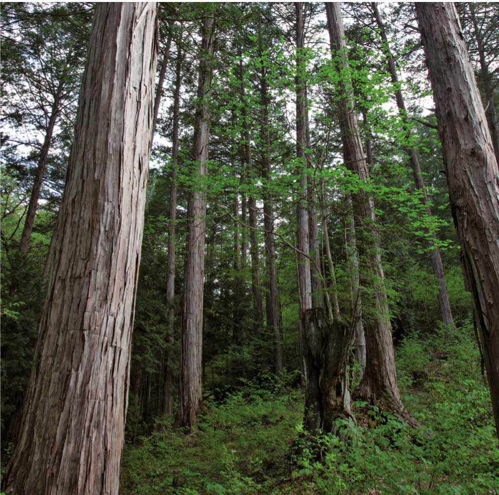 wood trees